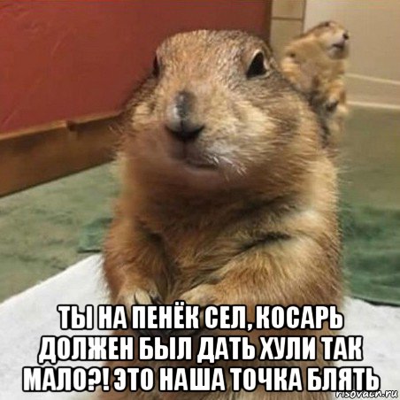  ты на пенёк сел, косарь должен был дать хули так мало?! это наша точка блять, Мем Суслик спрашивает