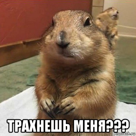  трахнешь меня???, Мем Суслик спрашивает