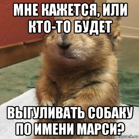 мне кажется, или кто-то будет выгуливать собаку по имени марси?, Мем Суслик спрашивает