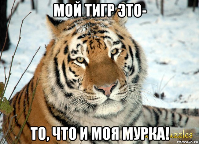мой тигр это- то, что и моя мурка!