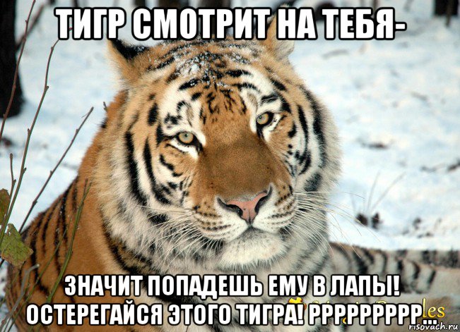 тигр смотрит на тебя- значит попадешь ему в лапы! остерегайся этого тигра! ррррррррр...
