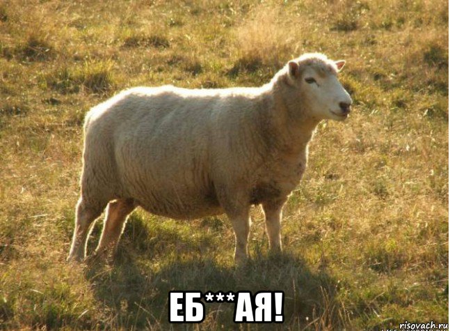  еб***ая!, Мем Типичная овца
