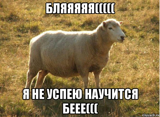 бляяяяя((((( я не успею научится беее(((, Мем Типичная овца