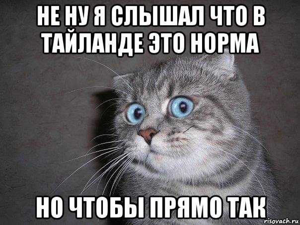 не ну я слышал что в тайланде это норма но чтобы прямо так, Мем  удивлённый кот