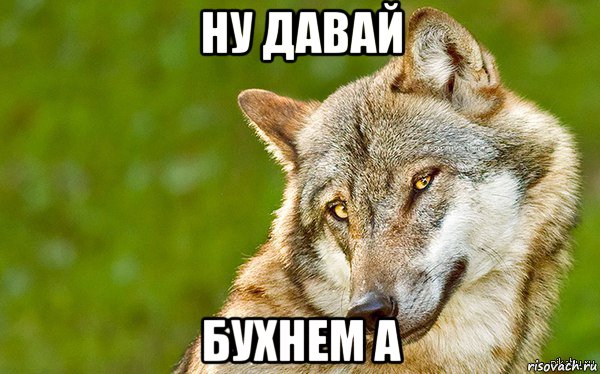 ну давай бухнем а, Мем   Volf