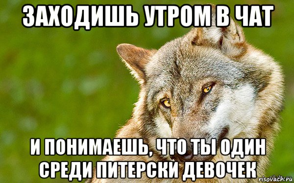 заходишь утром в чат и понимаешь, что ты один среди питерски девочек, Мем   Volf