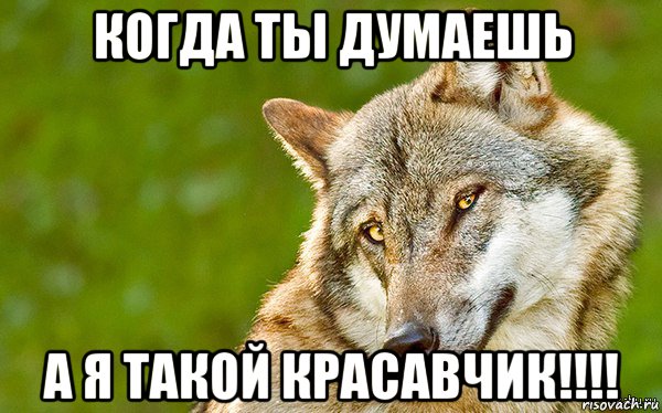 когда ты думаешь а я такой красавчик!!!!, Мем   Volf