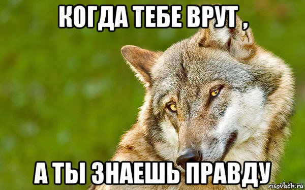 когда тебе врут , а ты знаешь правду, Мем   Volf