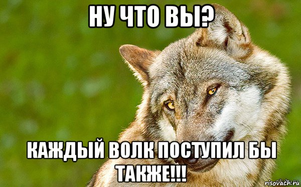 ну что вы? каждый волк поступил бы также!!!, Мем   Volf