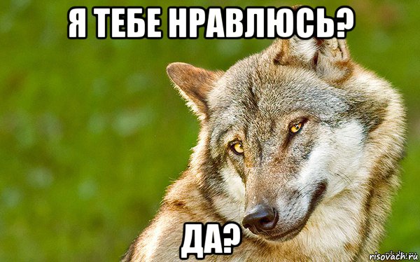 я тебе нравлюсь? да?, Мем   Volf