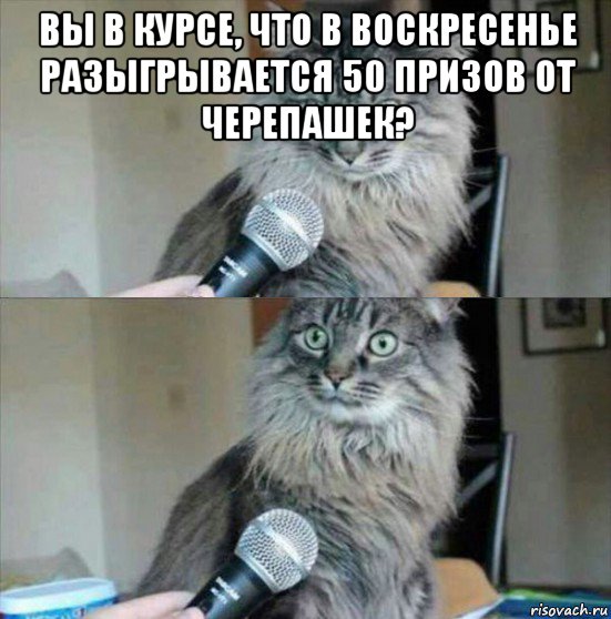 вы в курсе, что в воскресенье разыгрывается 50 призов от черепашек? 