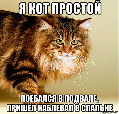 я кот простой поебался в подвале, пришёл наблевал в спальне, Мем Я кот простой