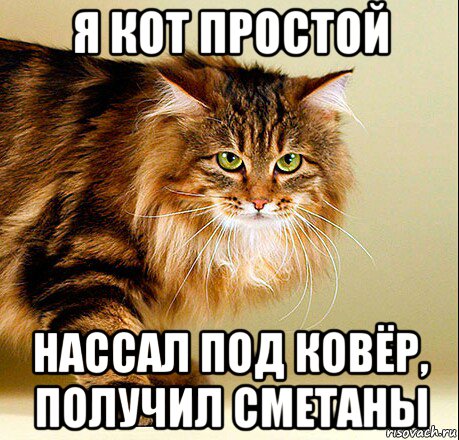 я кот простой нассал под ковёр, получил сметаны, Мем Я кот простой