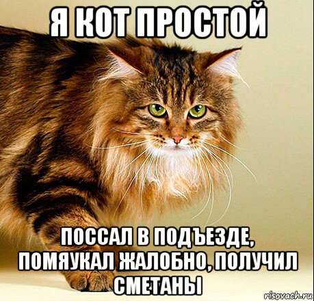 я кот простой поссал в подъезде, помяукал жалобно, получил сметаны, Мем Я кот простой
