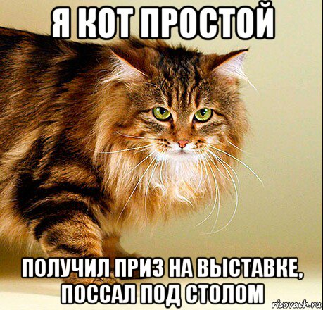 я кот простой получил приз на выставке, поссал под столом