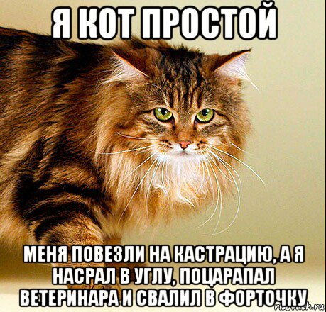 я кот простой меня повезли на кастрацию, а я насрал в углу, поцарапал ветеринара и свалил в форточку
