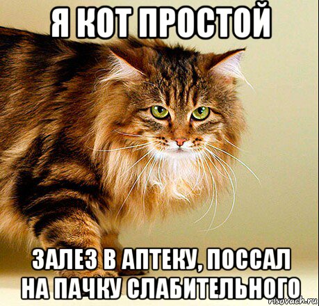 я кот простой залез в аптеку, поссал на пачку слабительного