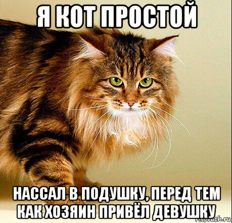 я кот простой нассал в подушку, перед тем как хозяин привёл девушку