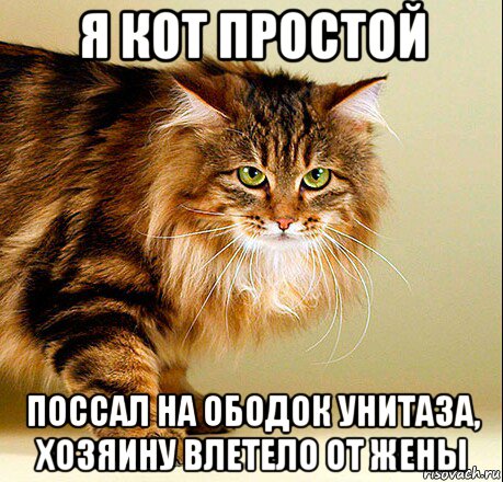 я кот простой поссал на ободок унитаза, хозяину влетело от жены