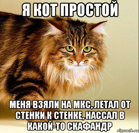 я кот простой меня взяли на мкс, летал от стенки к стенке, нассал в какой-то скафандр