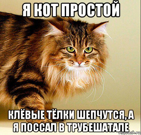 я кот простой клёвые тёлки шепчутся, а я поссал в трубешатале