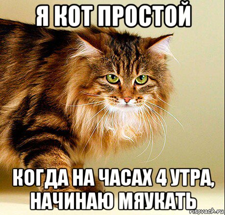 я кот простой когда на часах 4 утра, начинаю мяукать