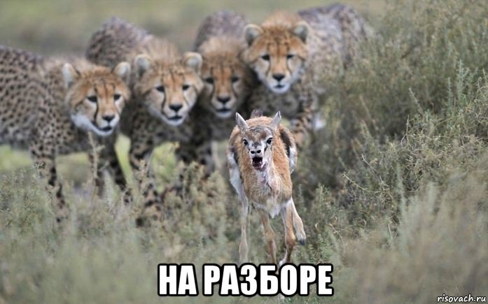  на разборе, Мем аоао