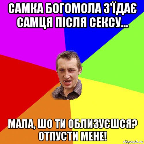 самка богомола з'їдає самця після сексу... мала, шо ти облизуєшся? отпусти мене!, Мем Чоткий паца