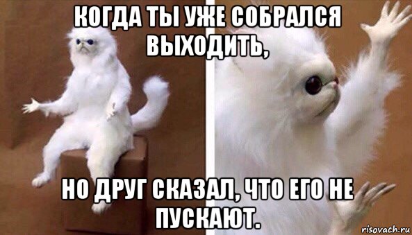 когда ты уже собрался выходить, но друг сказал, что его не пускают., Мем Чучело кота