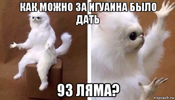 как можно за игуаина было дать 93 ляма?, Мем Чучело кота