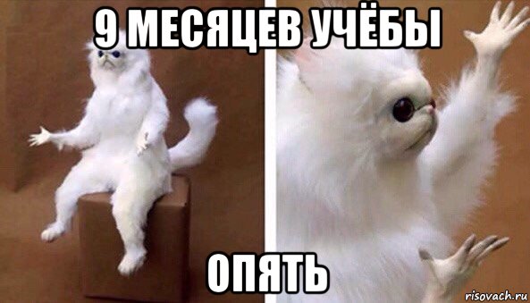 9 месяцев учёбы опять, Мем Чучело кота