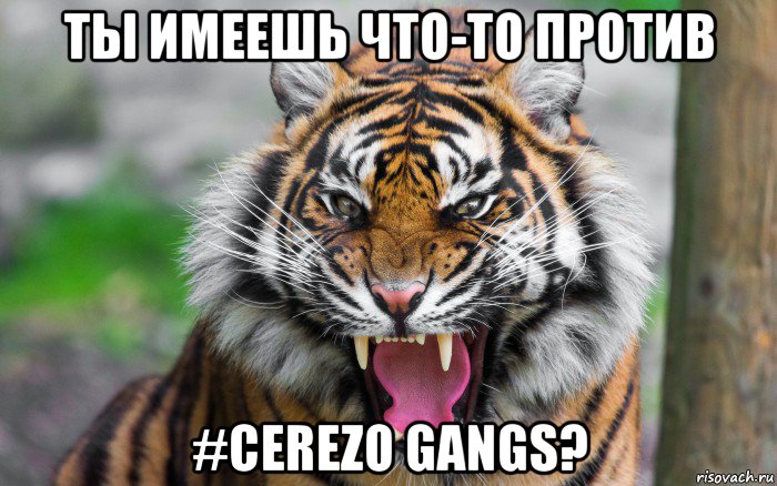ты имеешь что-то против #cerezo gangs?, Мем ДЕРЗКИЙ ТИГР