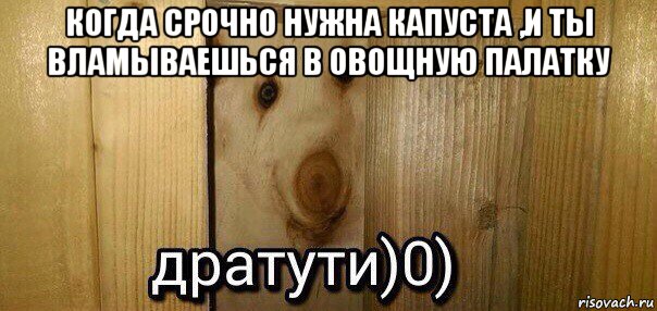 когда срочно нужна капуста ,и ты вламываешься в овощную палатку , Мем  Дратути