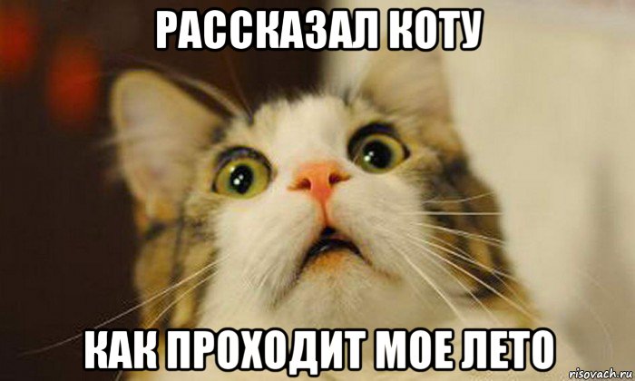 рассказал коту как проходит мое лето