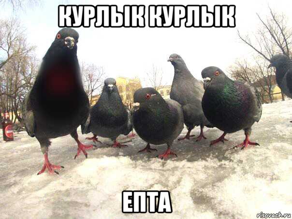 курлык курлык епта