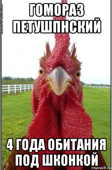 гомораз петушпнский 4 года обитания под шконкой