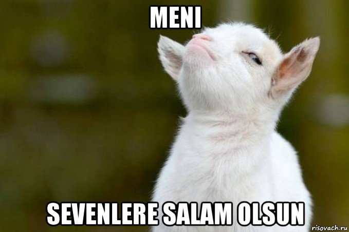 meni sevenlere salam olsun, Мем  Гордый козленок