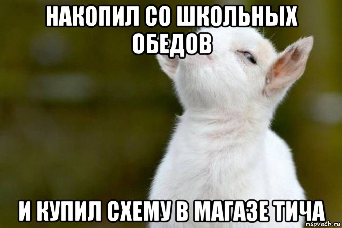 накопил со школьных обедов и купил схему в магазе тича, Мем  Гордый козленок