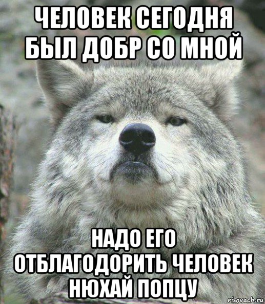 человек сегодня был добр со мной надо его отблагодорить человек нюхай попцу, Мем    Гордый волк