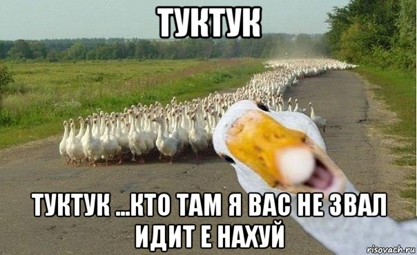 туктук туктук ...кто там я вас не звал идит е нахуй, Мем гуси