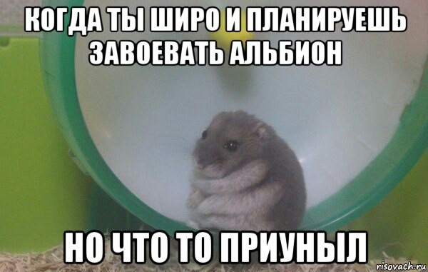 когда ты широ и планируешь завоевать альбион но что то приуныл