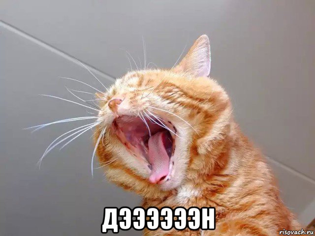  дээээээн, Мем Кот орет
