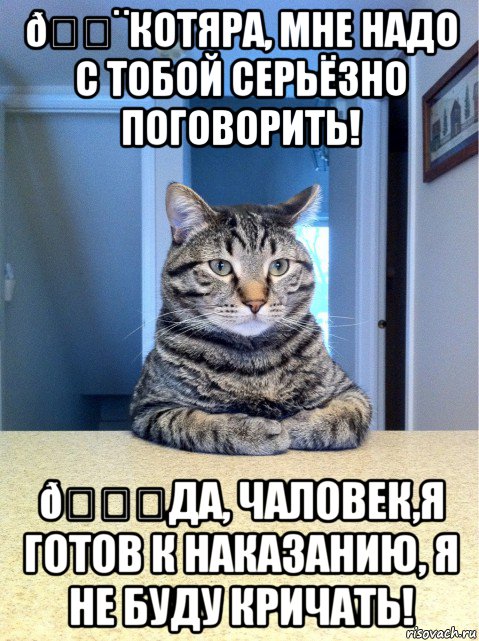 Мем кот