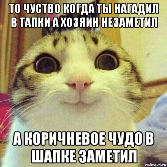 то чуство когда ты нагадил в тапки а хозяин незаметил а коричневое чудо в шапке заметил, Мем       Котяка-улыбака