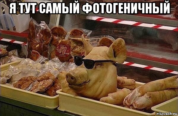 я тут самый фотогеничный , Мем Крутая свинья