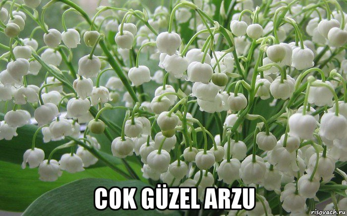  cok güzel arzu