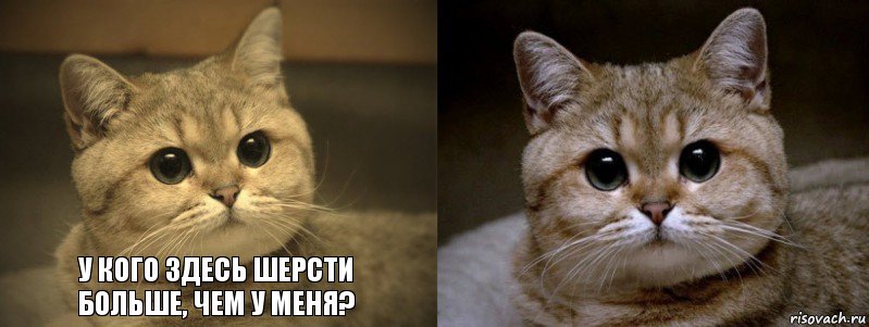 У кого здесь шерсти больше, чем у меня? , Комикс мудак