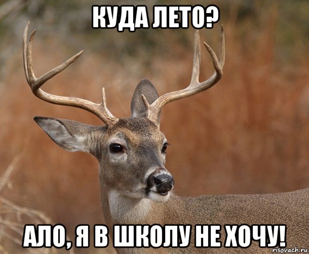 куда лето? ало, я в школу не хочу!, Мем  Наивный Олень v2