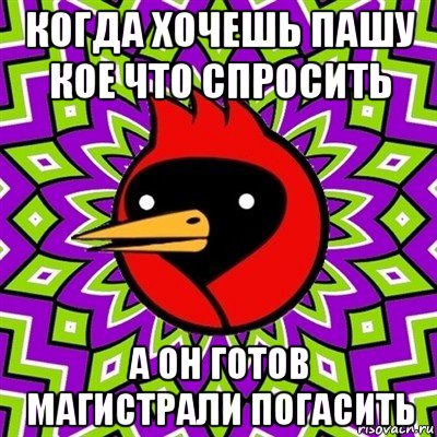 когда хочешь пашу кое что спросить а он готов магистрали погасить, Мем Омская птица