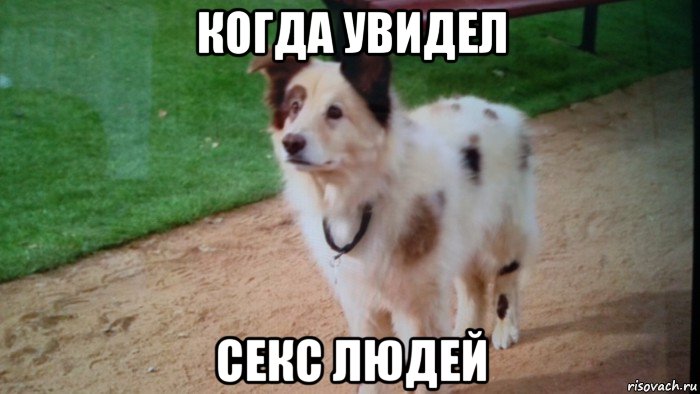 когда увидел секс людей, Мем Пёс